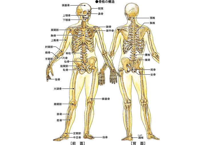 名古屋市の南区の整体、腰痛や骨盤矯正で人気の「ほほえみ整体院」の健康情報！