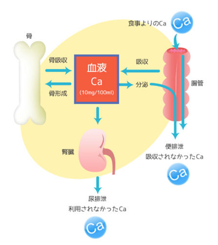 カルシウム吸収.jpg