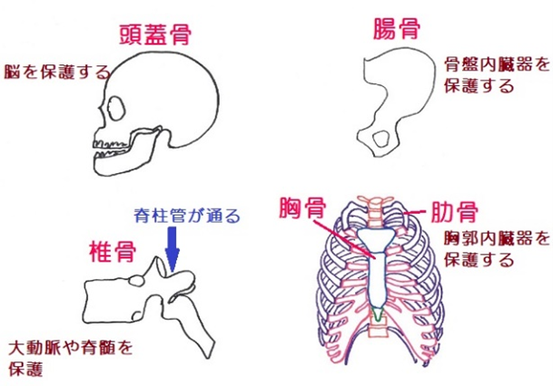 骨のはたき.png
