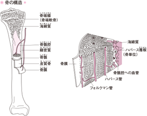 骨の構造図.png