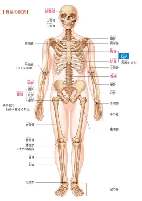 人体図.png